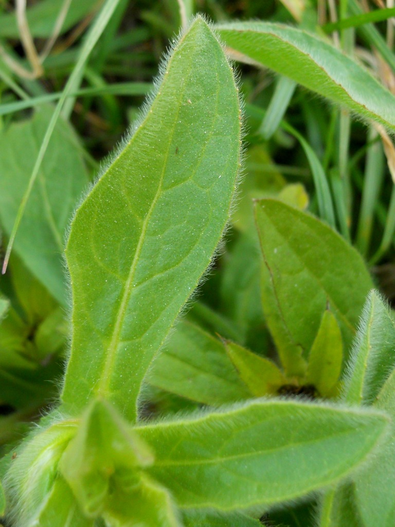 Asteracea 2 - Pallenis spinosa